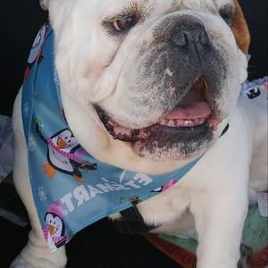 Meet your Posher, Cornelius